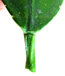  Petiole-Slightly margined